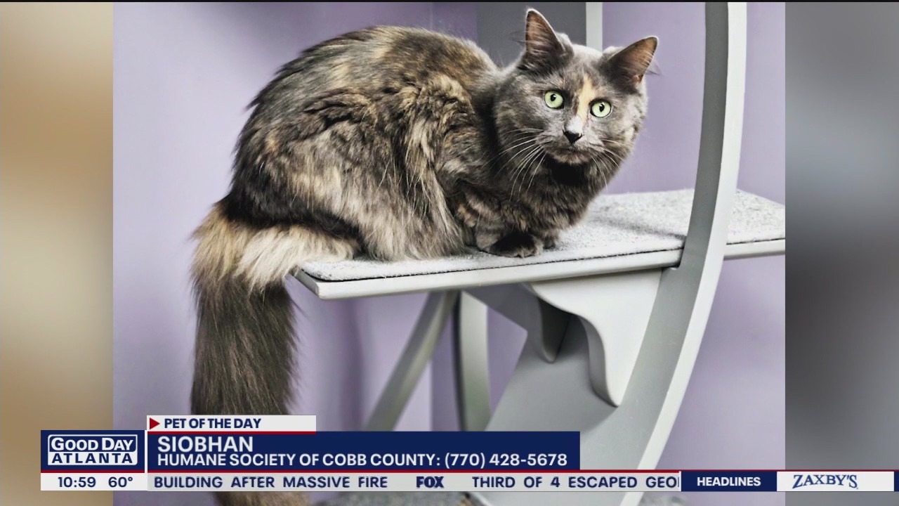 Meet Siobhan and Todd Phox: Our Pets of the Day