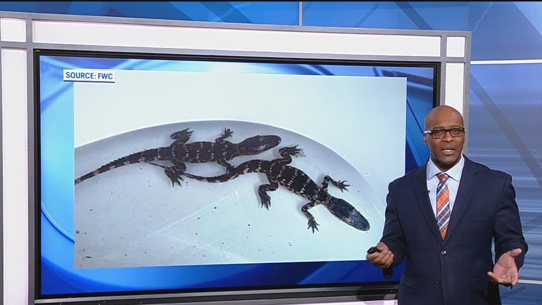 Baby alligators found in bathtub