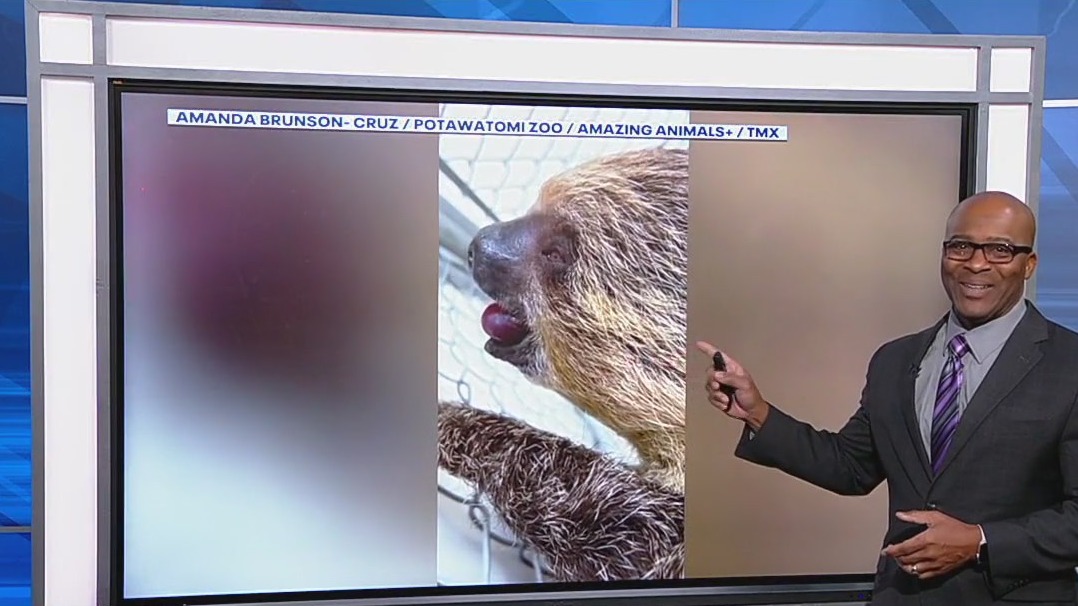 Sleepy sloth struggles to snack