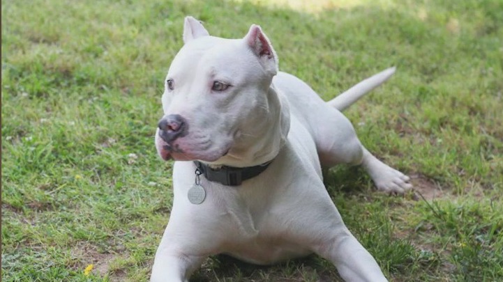 Meet Oliver, Papi, and Peluchim: Our Pets of the Day