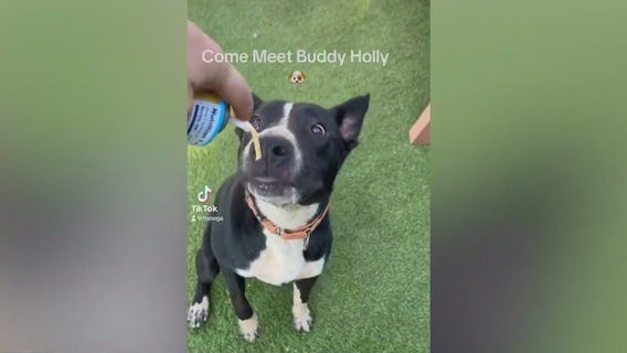 Meet Buddy Holly: Our Pet of the Day