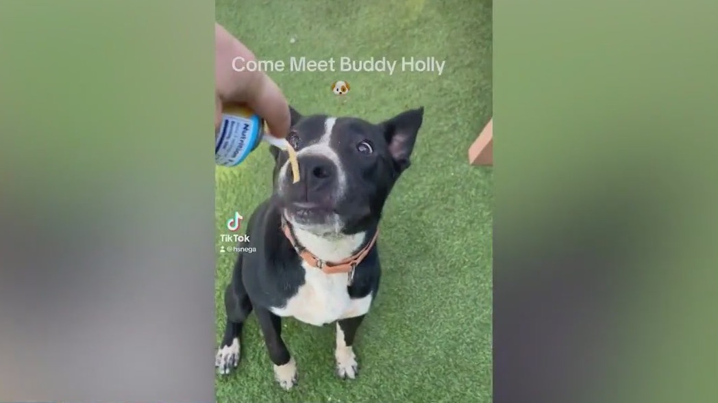 Meet Buddy Holly: Our Pet of the Day