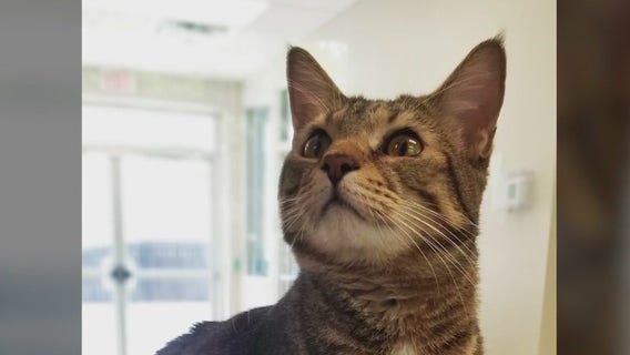 Meet Tizzy: Our Pet of the Day