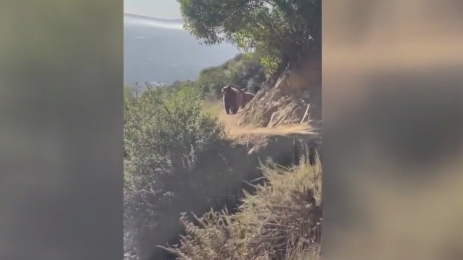 Runner has scary meeting with bear on trail