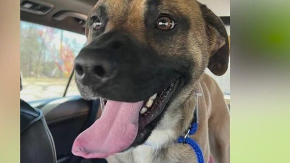 Meet Pugsley and Babi: Our Pets of the Day