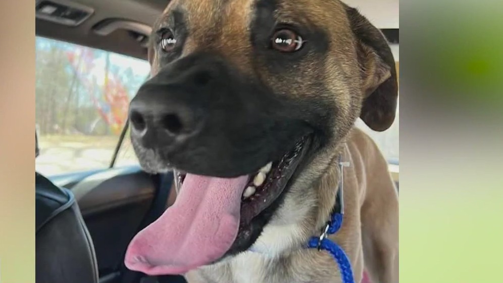 Meet Pugsley and Babi: Our Pets of the Day