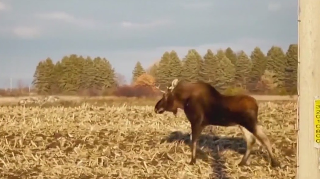 Moose goes on the loose in Minnesota