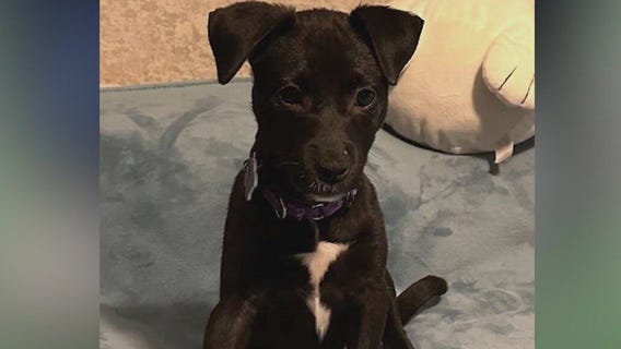 Meet Fried Okra and Cake: Our Pets of the Day