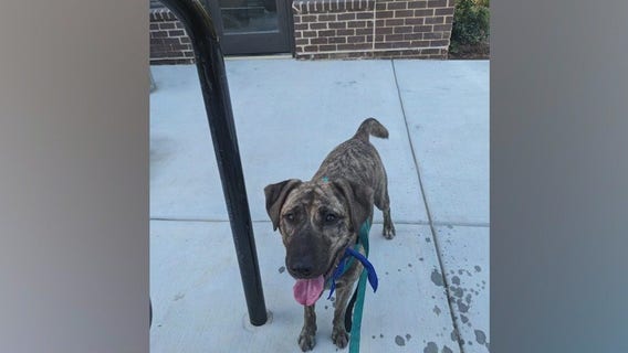 Meet Cookie: Our Pet of the Day