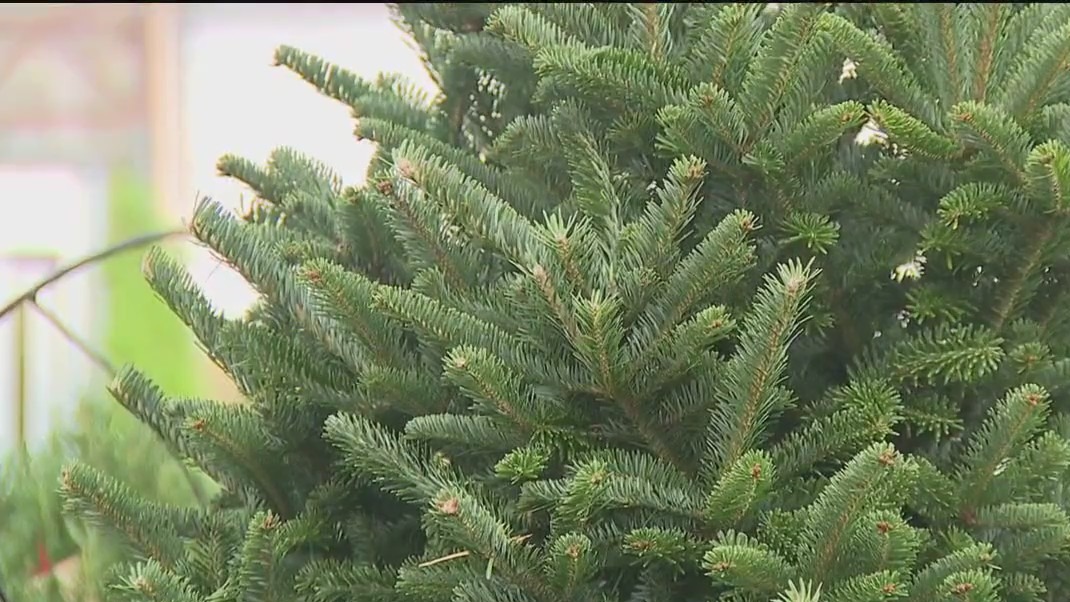 Pick out your perfect Christmas tree | FOX 5 Atlanta