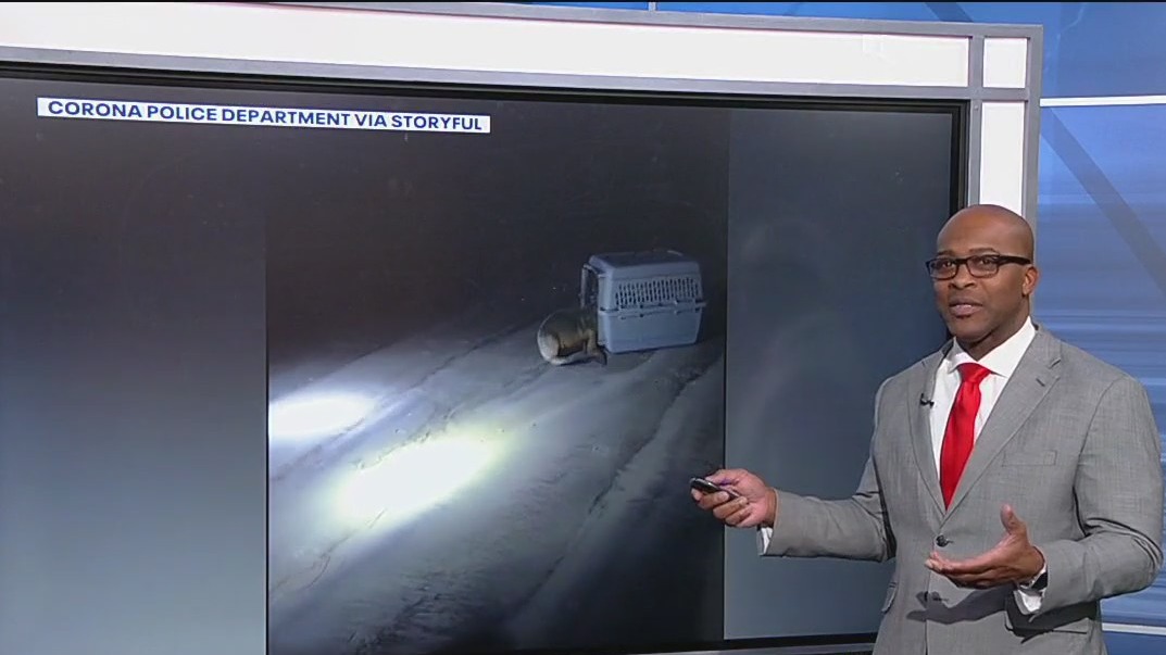 Sea lion refuses to go into the water