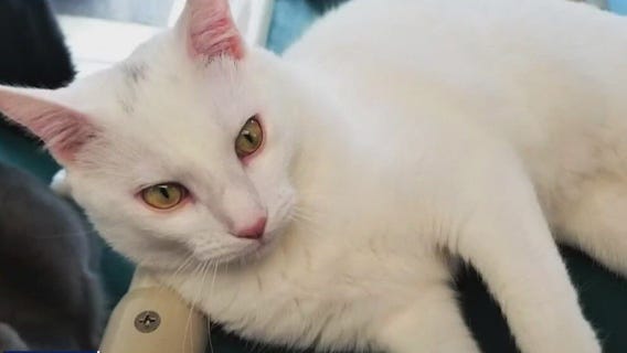 Meet Mack and Blitzen: Our Pets of the Day