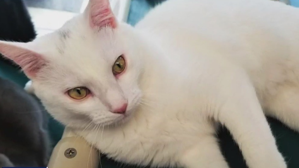 Meet Mack and Blitzen: Our Pets of the Day