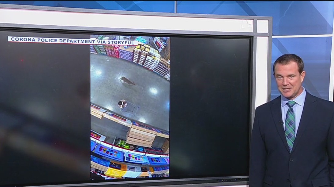 Deer goes on the run in Sam's Club