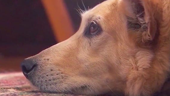 How to protect your dog from 'mystery illness'