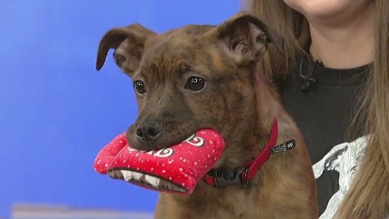 Meet Burke: Our Pet of the Day