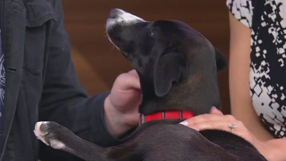 Meet Roast Beef and Spencer: Our Pets of the Day