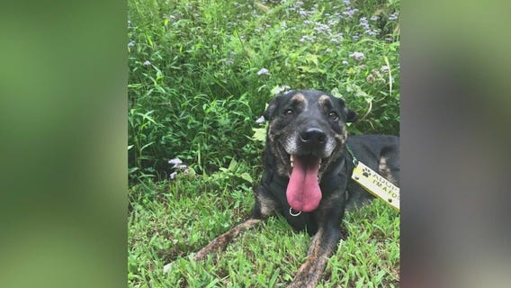 Meet Tagliatelle: Our Pet of the Day