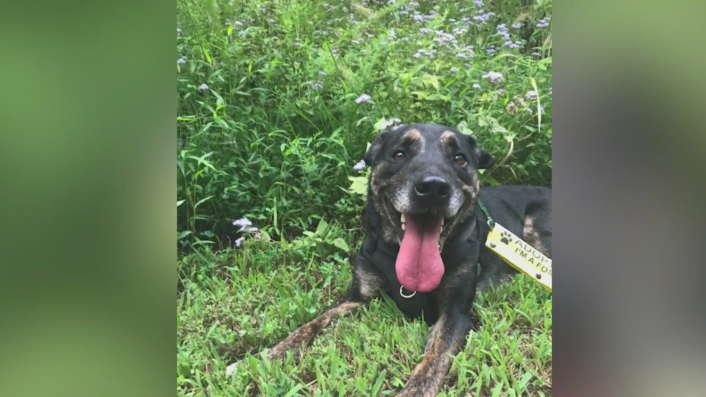 Meet Tagliatelle: Our Pet of the Day