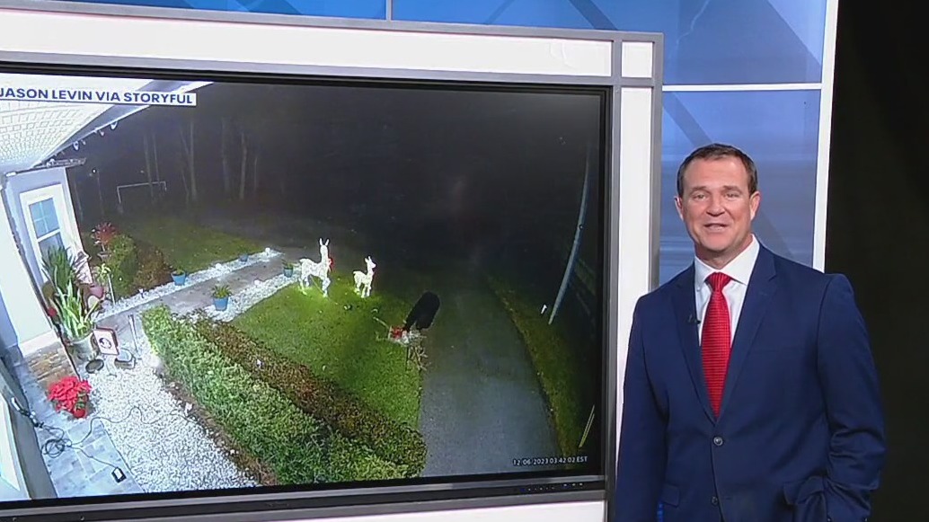 Bear steal house's holiday decorations