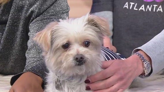 Meet Kirby: Our Pet of the Day