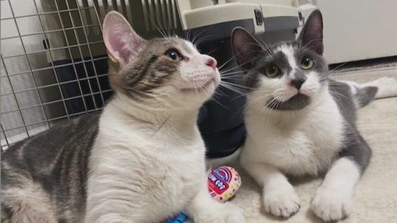Meet Crash and Eddie: Our Pets of the Day