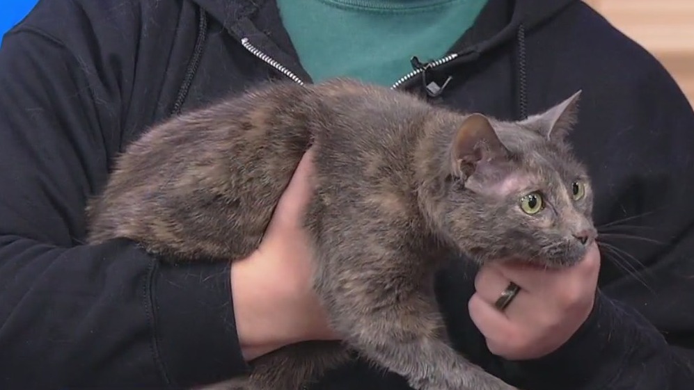 Meet Maxi: Our Pet of the Day