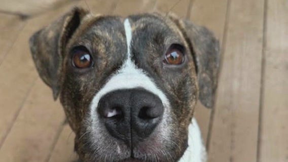 Meet Brendan Fraser: Our Pet of the Day