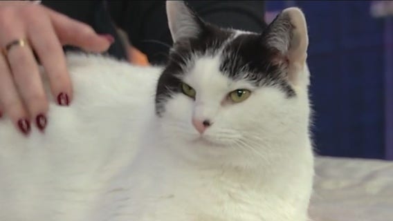 Meet Sparkle: Our Pet of the Day
