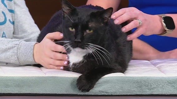 Meet Yardstick: Our Pet of the Day