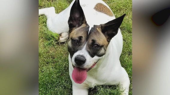 Meet Athena: Our Pet of the Day