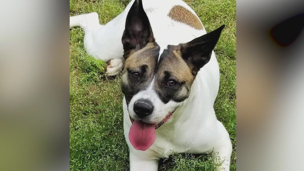 Meet Athena: Our Pet of the Day