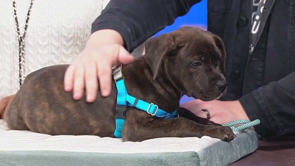 Meet Darcie: Our Pet of the Day