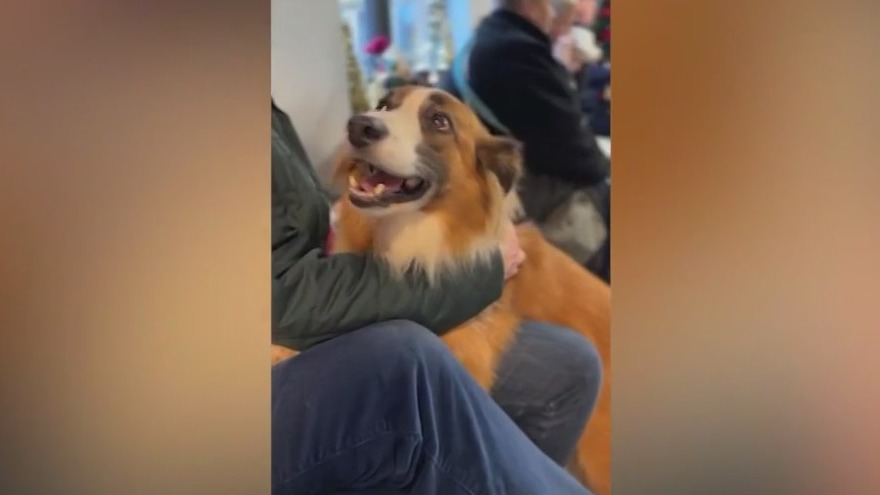 Canine carolers bring holiday joy