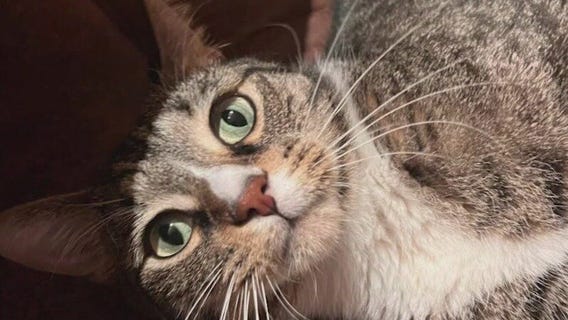 Meet Titus: Our Pet of the Day