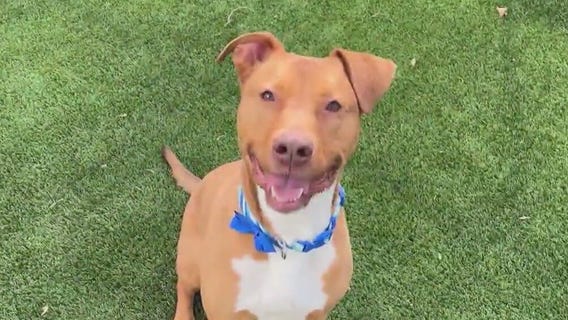 Meet Austin and Sturgill: Our Pets of the Day