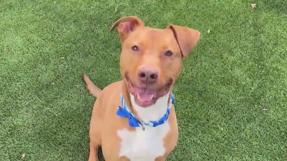 Meet Austin and Sturgill: Our Pets of the Day