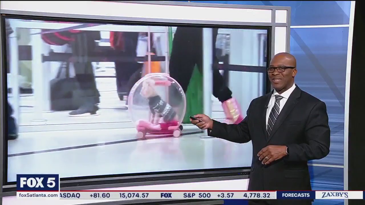 Dog rides in style at Atlanta airport