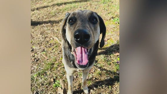 Meet Tasha Jefferson: Our Pet of the Day