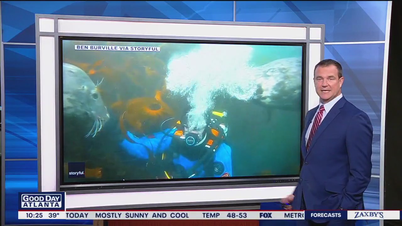 Seal pulls on diver's hood