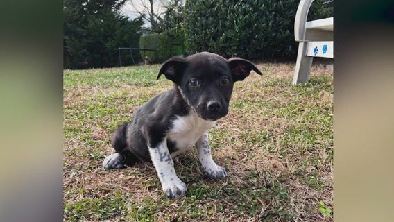 Meet Sammy and Who: Our Pets of the Day