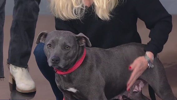 Meet Versa: Our Pet of the Day