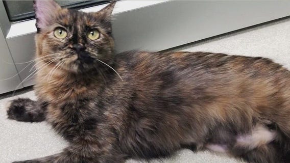 Meet Sawyer: Our Pet of the Day