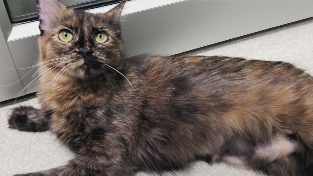 Meet Sawyer: Our Pet of the Day