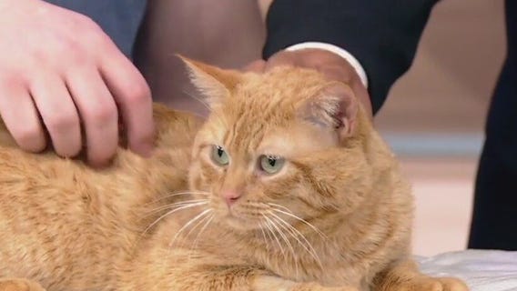 Meet Papa Noel: Our Pet of the Day