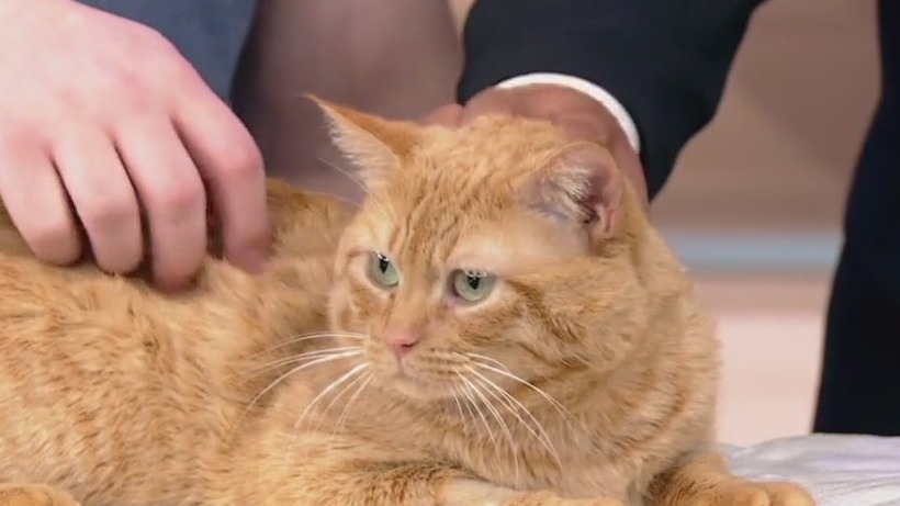 Meet Papa Noel: Our Pet of the Day