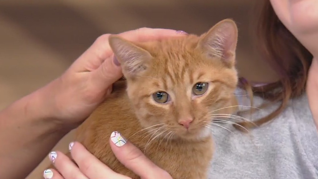 Meet McGriddle: Our Pet of the Day