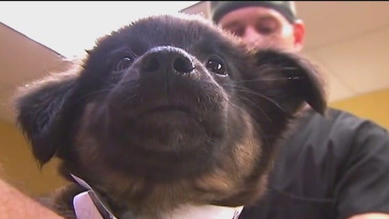 How to keep your furry friend healthy