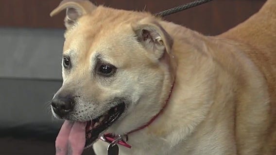 Meet Sam: Our Pet of the Day