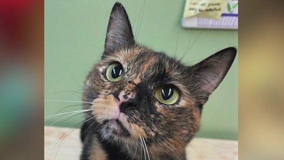 Meet Daffodil and Rocky: Our Pets of the Day